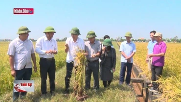 Sản xuất lúa ''tiến vua'' theo hướng hữu cơ