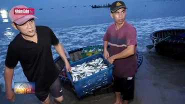 Ngư dân phấn khởi trúng đậm mùa cá nục