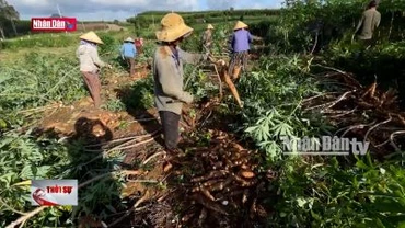 Phú Yên: Giá sắn bất ngờ sụt giảm, người trồng vẫn phải thu hoạch chạy mưa lũ