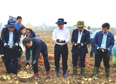 Ông Nguyễn Đỗ Anh Tuấn và ông Lê Quốc Thanh cùng lãnh đạo PesciCo Foods Việt Nam, Syngenta Việt Nam tham gia Ngày hội thu hoạch khoai tây cùng bà con nông dân tại Trung tâm học thuật PepsiCo (huyện Quế Võ, Bắc Ninh).