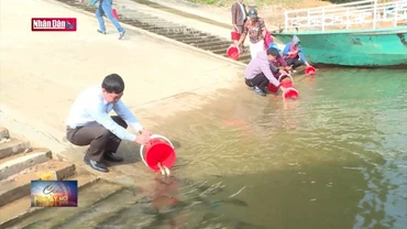 Thả cá giống tái tạo nguồn lợi thủy sản lòng hồ thủy diện Tuyên Quang