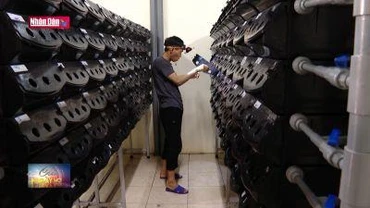 Mô hình nuôi cua biển trong hộp nhựa đầu tiên tại Ninh Bình
