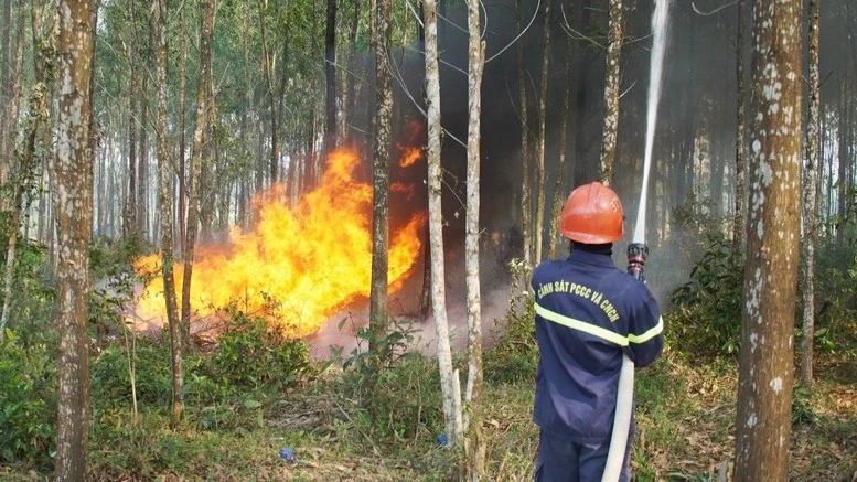 Cảnh báo nguy cơ cháy rừng cao trên diện rộng tại nhiều vùng miền Việt Nam