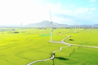 Cánh đồng điện gió Đầm Nại (Ninh Thuận). (Ảnh: Nguyễn Thành – TTXVN)