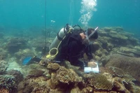 Giám sát sự phát triển, phục hồi của rạn san hô Côn Đảo. (Ảnh: TTXVN)