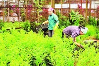 Phát triển sinh kế cho nhân dân ở vùng đệm Vườn quốc gia Ba Vì. (Ảnh: HẢI LÂM)