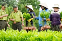 Cán bộ Chi cục Kiểm lâm tỉnh Phú Yên hướng dẫn người dân kiểm tra chất lượng cây giống trước khi trồng rừng. (Ảnh: Xuân Triệu - TTXVN)