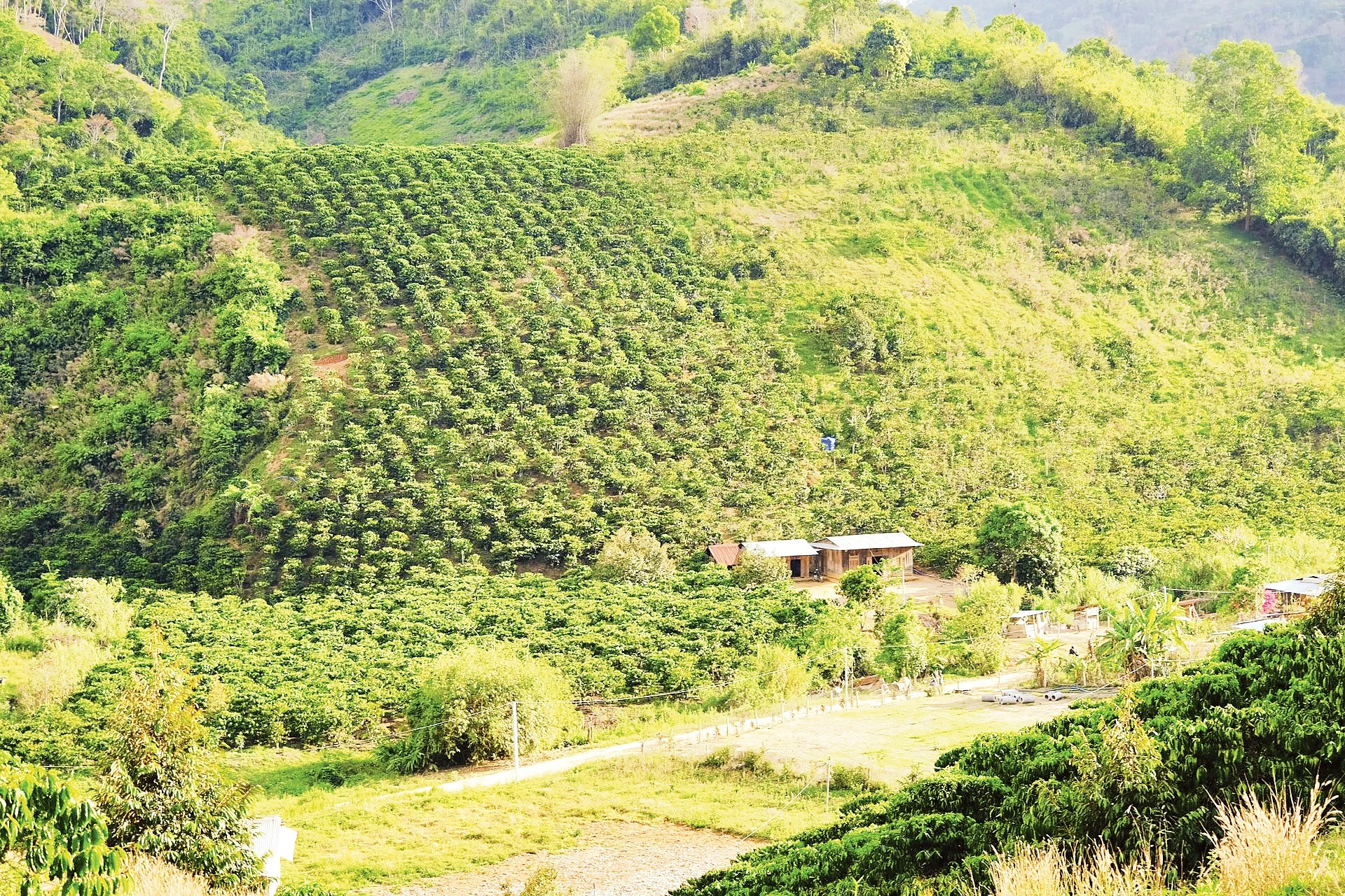 Chuyển đổi cây trồng giúp đồng bào H'Mông ở Đạ M'Pô thoát nghèo