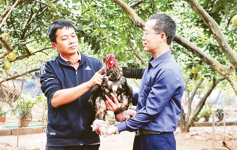 Gà Đông Tảo từ di sản văn hóa thành động lực kinh tế bền vững