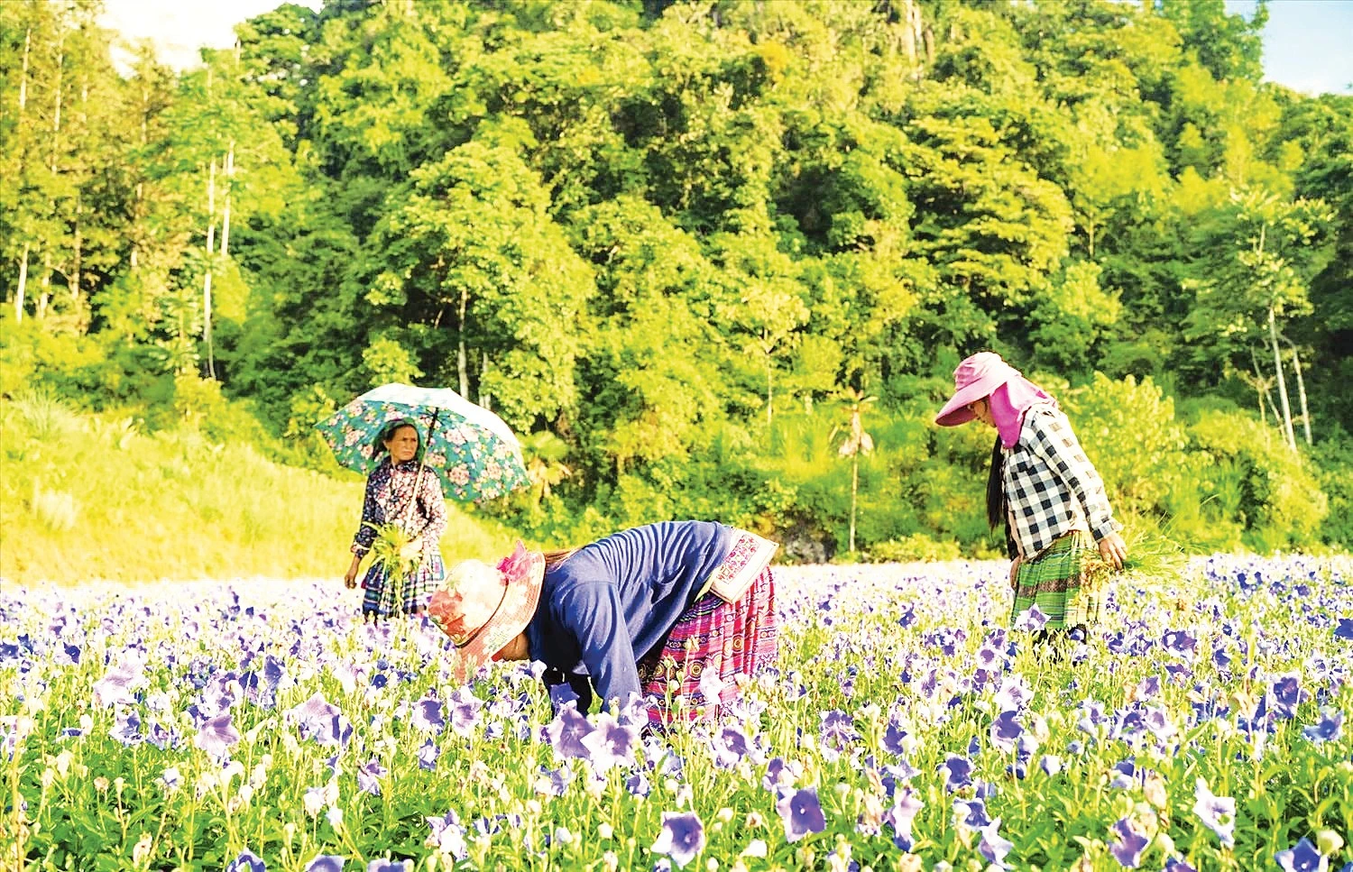 Lùng Phình chuyển mình: Dược liệu xanh thay thế ngô lúa, mở lối thoát nghèo bền vững