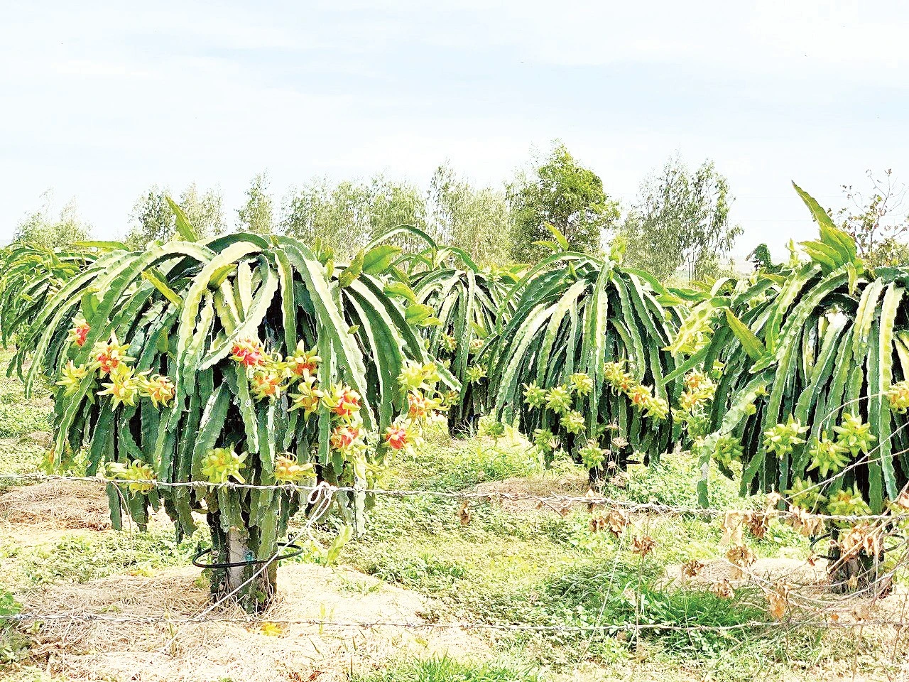 Từ Đất Khô Cằn Đến Vườn Thanh Long Trĩu Quả: Hành Trình Làm Giàu Của Nông Dân Bình Thuận