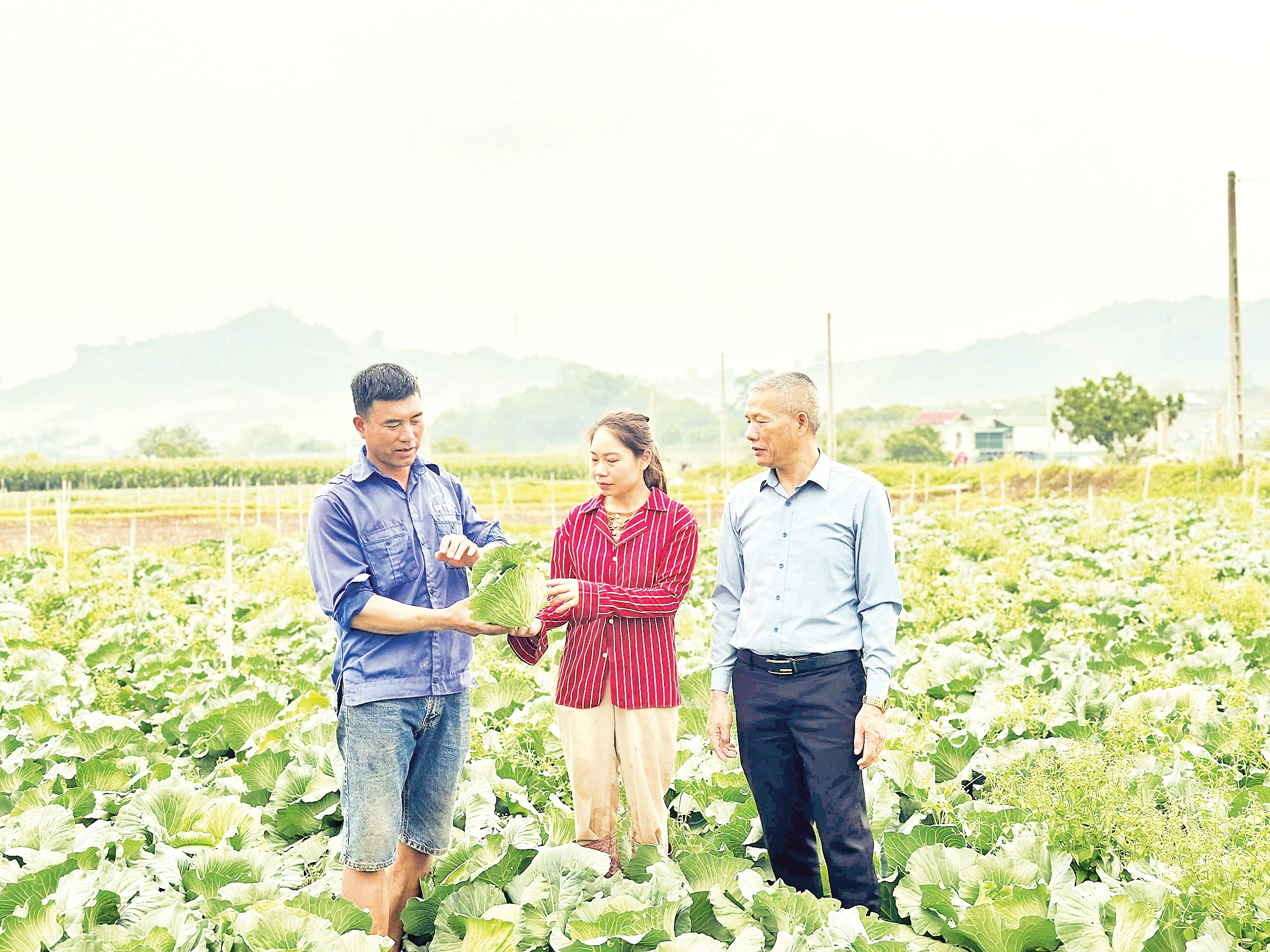 Chuyển đổi cây trồng giúp nông dân Mộc Châu tăng thu nhập gấp ba