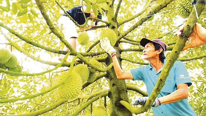 Đồng Tháp đối mặt bất bình đẳng nguồn nước: Thừa lũ phía Bắc, hạn mặn khốc liệt phía Đông
