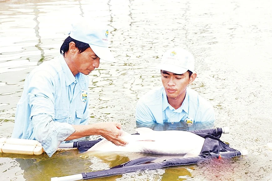 Ngành thủy sản Việt Nam chuyển hướng: Từ sản lượng sang giá trị gia tăng