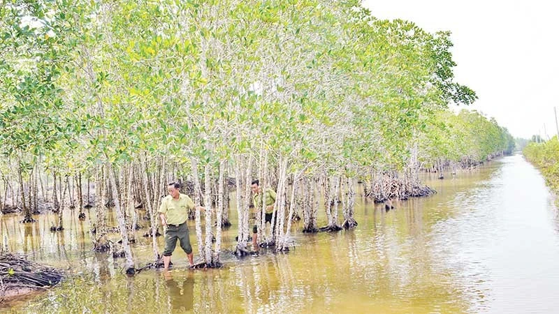 Rừng đước ở vùng ven biển các xã khu vực Bạc Liêu (nay thuộc tỉnh Cà Mau) như “lá chắn mềm” bảo vệ vững chắc tuyến đê phòng hộ của tỉnh.