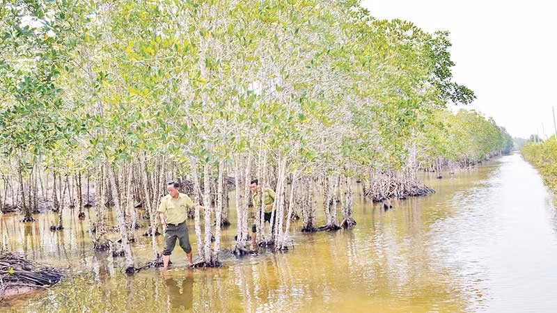 Rừng đước ở vùng ven biển các xã khu vực Bạc Liêu (nay thuộc tỉnh Cà Mau) như “lá chắn mềm” bảo vệ vững chắc tuyến đê phòng hộ của tỉnh.