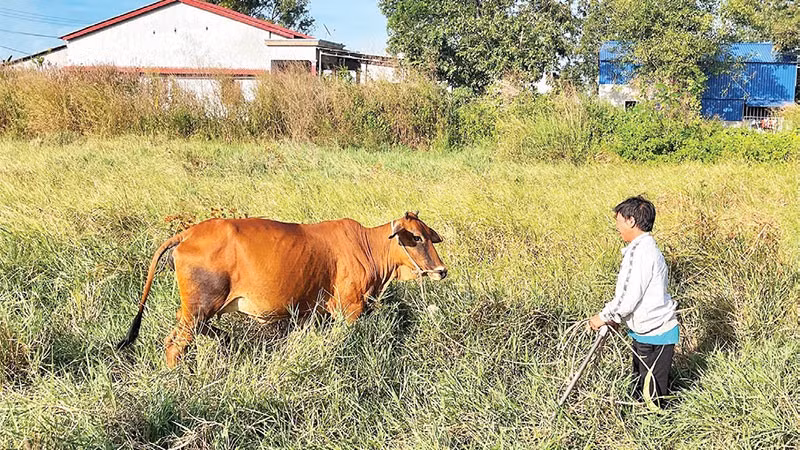 Chăn nuôi bò đẻ đem lại khoản tích lũy đáng kể cho các hộ nghèo.