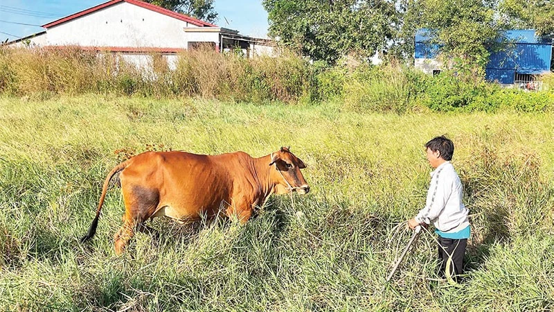 Chăn nuôi bò đẻ đem lại khoản tích lũy đáng kể cho các hộ nghèo.