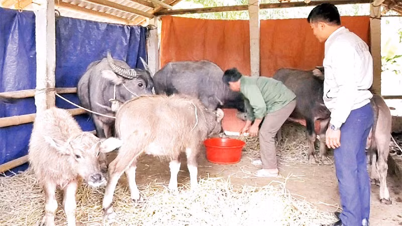 Ông Hà Thanh Toàn ở xã Mường Lát chăm sóc đàn trâu.