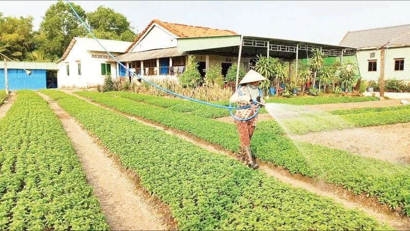 Nông dân Tây Ninh chăm sóc vườn rau.
