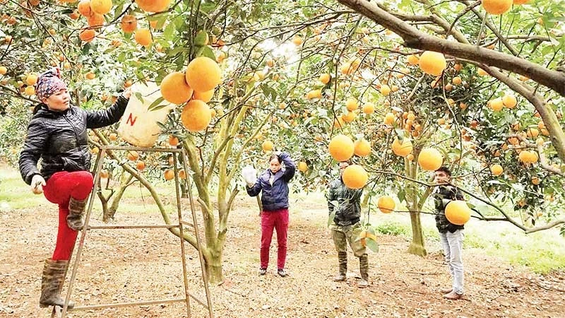 Vườn cam Cao Phong sau khi được tái canh cho chất lượng và sản lượng tốt.