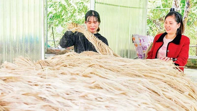 Một số sản phẩm từ sợi chuối đã được xuất khẩu sang thị trường nước ngoài, góp phần tạo đầu ra ổn định.