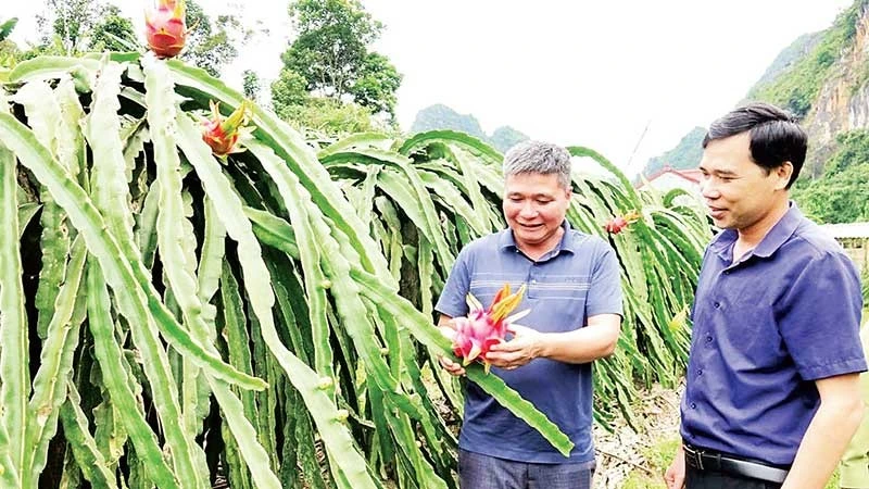 Nông dân phường Chiềng An phát triển mô hình thanh long ruột đỏ. (Ảnh NGUYỄN YẾN)