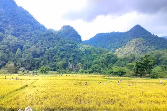 Cánh đồng lúa nước Rục Làn giữa đại ngàn Trường Sơn.