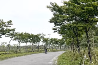 Cây xanh trồng trên đường phố Đồng Hới. (Ảnh minh họa)