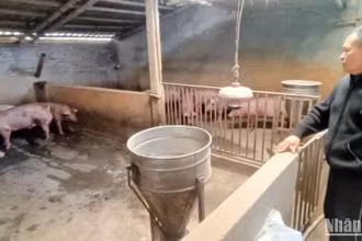 Người chăn nuôi lợn ở Bách Thuận (Vũ Thư, Thái Bình) khá thận trọng tái đàn thời điểm hiện nay, dù giá bán đang tăng cao, có lãi.