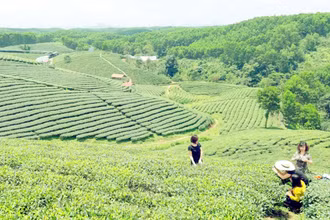 Du khách được trải nghiệm hái chè tại đồi chè ở huyện Hải Hà, Quảng Ninh.