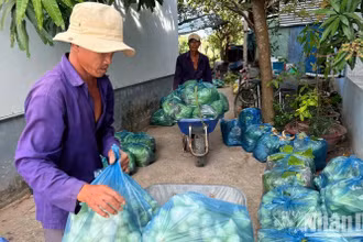 Nông dân xã Tân Thủy (huyện Ba Tri, tỉnh Bến Tre) chuyển rau ra điểm tập kết để Hội Nông dân kết nối các đơn vị tiêu thụ giúp. (Ảnh: HOÀNG TRUNG)