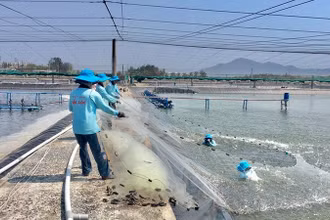 Thu hoạch tôm nuôi công nghệ cao tại Công ty TNHH thủy sản Đắc Lộc (Phú Yên).
