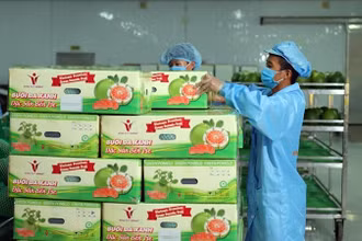 Xuất khẩu trái cây tiếp tục tăng trưởng mạnh trong 7 tháng đầu năm 2023. (Ảnh MINH ANH)