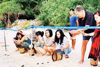 Du khách tham gia thả rùa con về biển.
