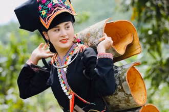 Thu hoạch quế tại huyện Văn Yên (Yên Bái).
