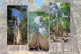 “Tắm rừng” Cát Tiên
