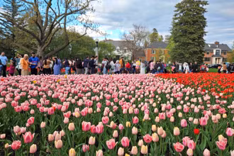 [Ảnh] Mãn nhãn với rừng hoa tulip khoe sắc rực rỡ ở thủ đô Ottawa, Canada 