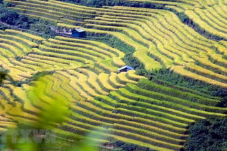 Mùa vàng rực rỡ trên vùng biên Lai Châu 