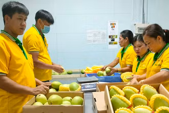 Sơ chế, đóng gói, bảo quản xoài tại Công ty TNHH Kim Nhung, thành phố Cao Lãnh, tỉnh Ðồng Tháp. 