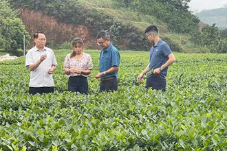 Trồng chè sạch tại Hợp tác xã Kiến Thuận, xã Bình Thuận, huyện Văn Chấn, Yên Bái. (Ảnh: Thanh Sơn).