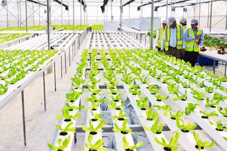 Trang trại DelcoFarm tại xã Nguyệt Đức, huyện Thuận Thành, Bắc Ninh. (Ảnh: Phi Trường)