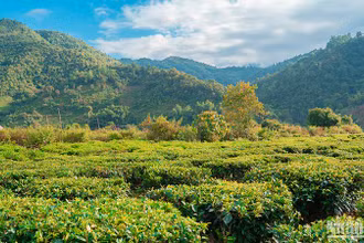 Ảnh: nhandan.vn.