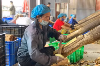 Quỹ tín dụng giúp nhiều đơn vị, hợp tác xã mở rộng sản xuất, tạo việc làm cho người lao động có thu nhập vươn lên thoát nghèo.