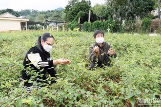 Trồng bảo tồn giống cây dược liệu kim ngân tại Trung tâm Giống cây trồng Đạo Đức, tỉnh Hà Giang. (Ảnh: KHÁNH TOÀN)