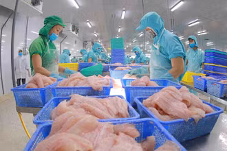 Chế biến cá tra xuất khẩu.