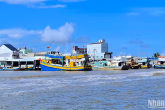 Ngộ độc do ăn cá nóc tại Cà Mau thường xảy ra ở vùng ven biển, nơi có nhiều hình thức khai thác và dễ dàng bắt được cá nóc. 