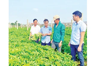  Từ nông thôn mới đến đô thị di sản