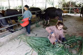 Nhờ nguồn vốn vay từ Ngân hàng Chính sách xã hội huyện Hà Quảng (Cao Bằng), gia đình bà Hoàng Thị Linh ở xã Tổng Cọt có điều kiện làm chuồng trại nuôi trâu. (Ảnh Trần Việt)