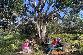 Chè Suối Giàng được tiêu thụ tốt nhờ câu chuyện về những cây chè cổ thụ trên núi cao được kể lại trong từng sản phẩm.